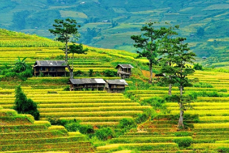  Những thửa ruộng bậc thang trải dài tạo nên một bức tranh thiên nhiên sống động và nên thơ.