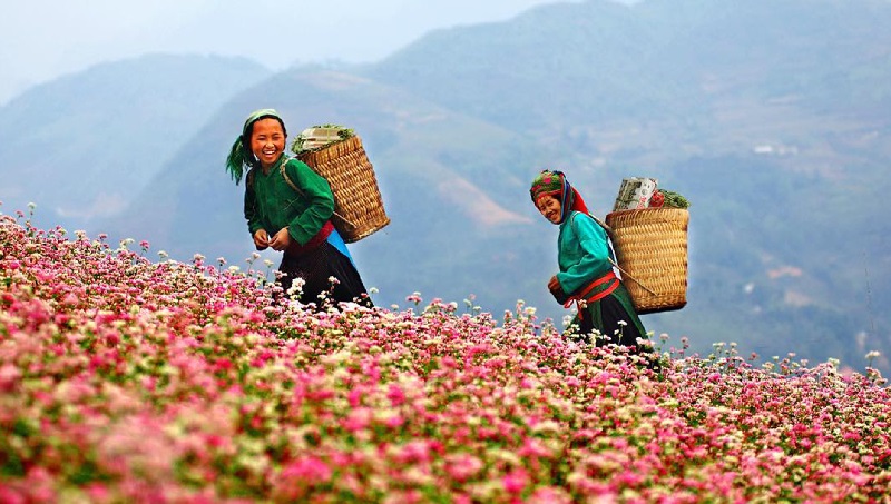 Vào mùa xuân, muôn hoa đua nở tuyệt đẹp ở Mèo Vạc Hà Giang.