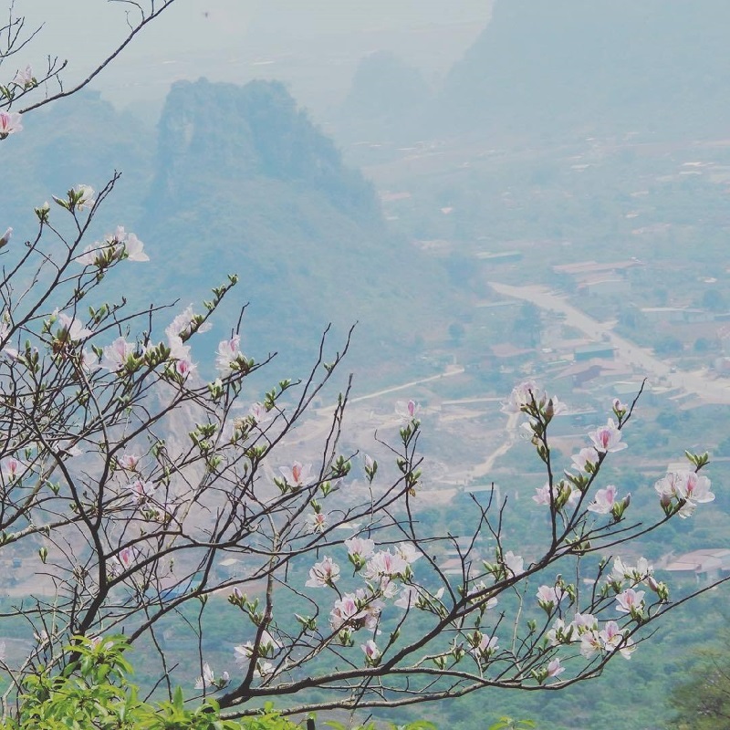 Hoa ban nở trắng xóa đầy thơ mộng.