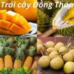 Trái cây đặc sản Đồng Tháp là trái gì? Trái cây Đồng Tháp.