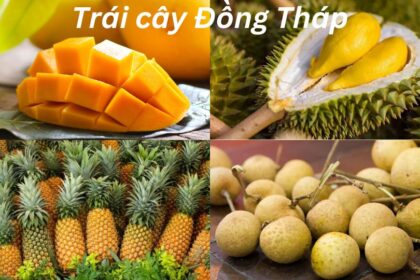 Trái cây đặc sản Đồng Tháp là trái gì? Trái cây Đồng Tháp.