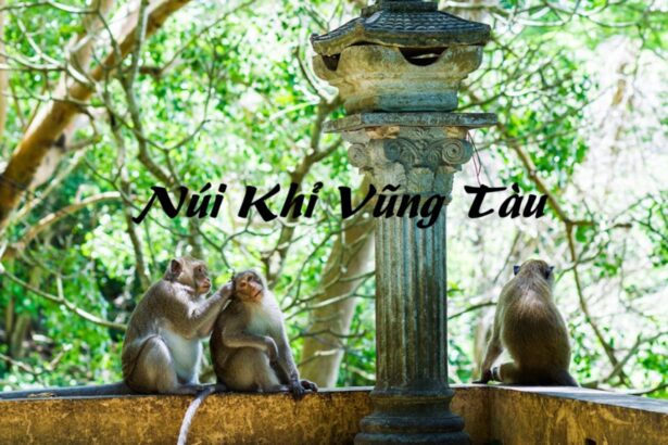 Đến núi Khỉ Vũng Tàu có gì chơi? Núi khỉ có khỉ thật không?